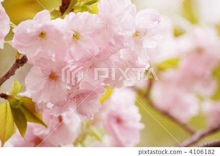 Double cherry blossoms (Fukuroku) Double cherry blossoms (Fukuroku) 4106182