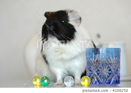 guinea pig, guinea-pig, guineapig 4108250
