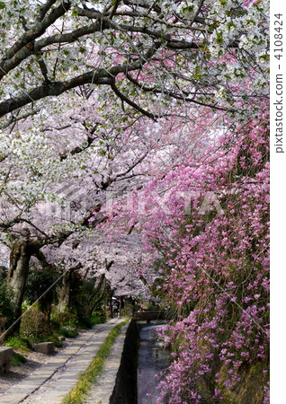 櫻花(京都:哲學之路) 櫻花(京都:哲學之路) 4108424