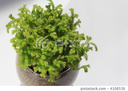 Moss. 4108538