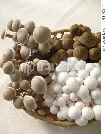 Shimeji的三種養殖項目 4108594