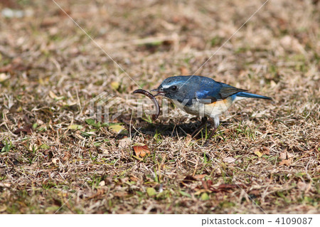 Ruribitaki Ruribitaki 4109087