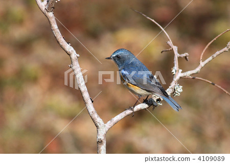 紅脅藍尾鴝 紅脅藍尾鴝 4109089