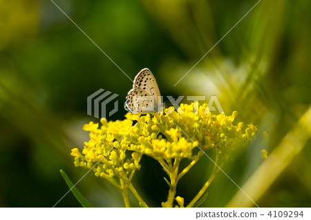 Shirozumi and Ominaeji 4109294