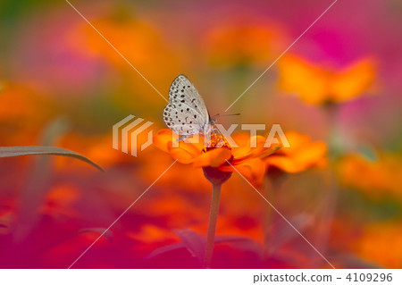 有鬆鼠的花園 4109296