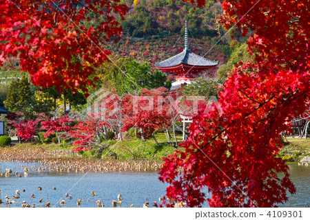 Autumn leaves of Daikaku-ji Autumn leaves of Daikaku-ji 4109301