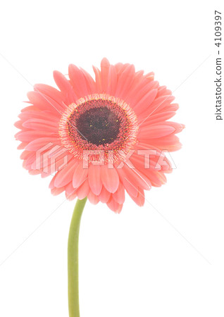 Gerbera Gerbera 4109397