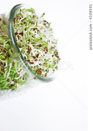 Alfalfa _ 02 4109591