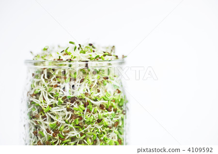Alfalfa _ 03 4109592