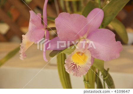 cattleya, bloom, blossom 4109647