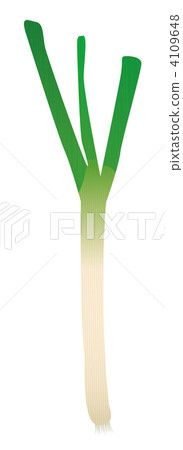 White green onion White green onion 4109648