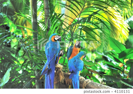 blue-and-yellow macaw, cockatoo, macaw 4110131