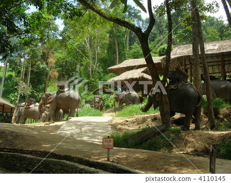 Maesa Elephant Camp - Chihanai Maesa Elephant Camp - Chihanai 4110145