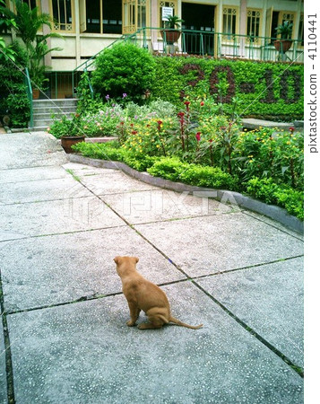 Dogs I met in Vietnam 2 4110441