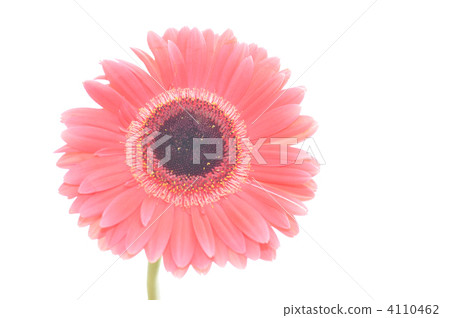 Gerbera Gerbera 4110462