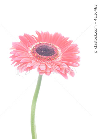 雛菊 雛菊 4110463