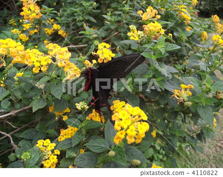 沖繩黑蝴蝶蝴蝶 沖繩黑蝴蝶蝴蝶 4110822