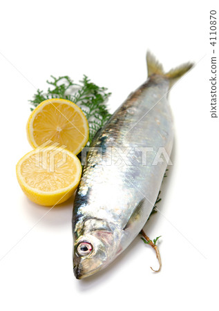鯡魚 鯡魚 4110870