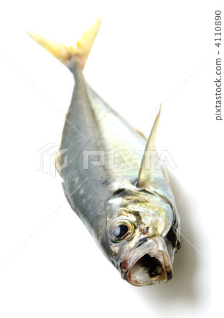 竹莢魚 4110890