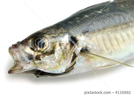 Horse mackerel Horse mackerel 4110892