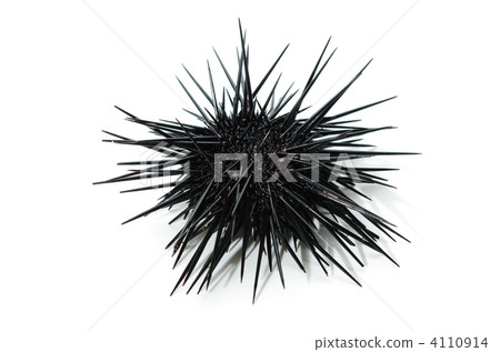 Murasaki Sea Urchin 4110914