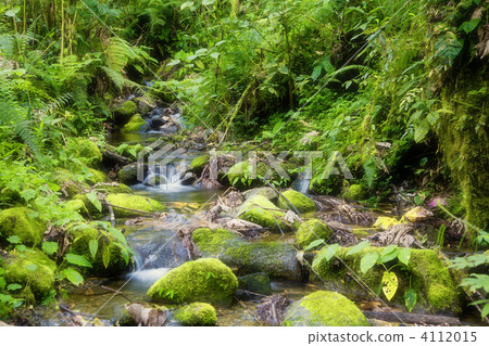 Creek in rainforest Creek in rainforest 4112015