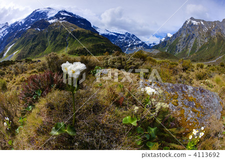Alpine Lilies Alpine Lilies 4113692