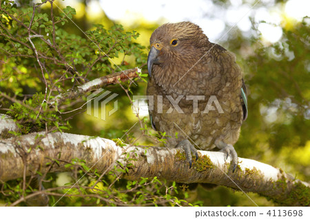 Kea Parrot Kea Parrot 4113698