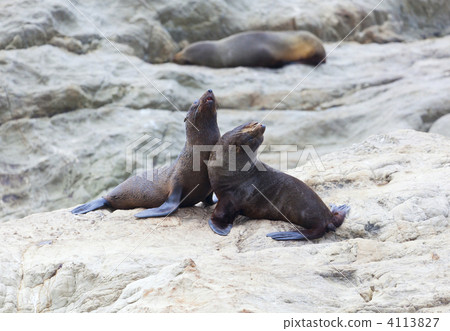Sea Lion's life 4113827