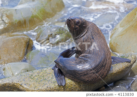 Sea Lion 4113830