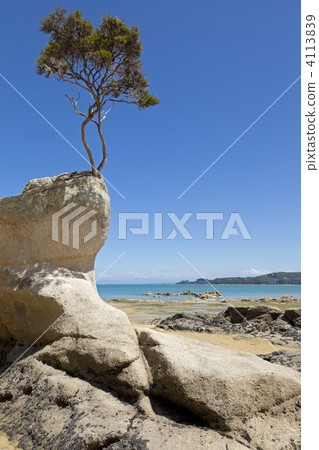 Tree on the rock 4113839