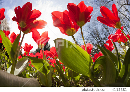Tulips in spring Tulips in spring 4113881