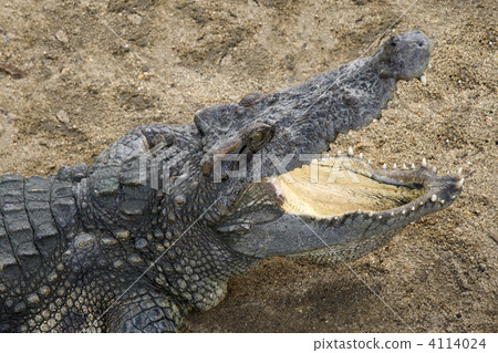 Crocodile 4114024