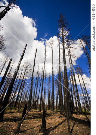Burnt forest 4114090