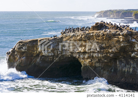 Birds on the rock Birds on the rock 4114141