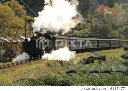 SL running in the tea plantation SL running in the tea plantation 4117477