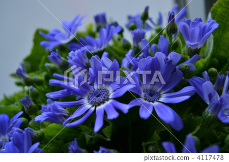 Cineraria Cineraria 4117478