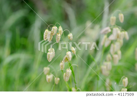 Madder beetle Madder beetle 4117509