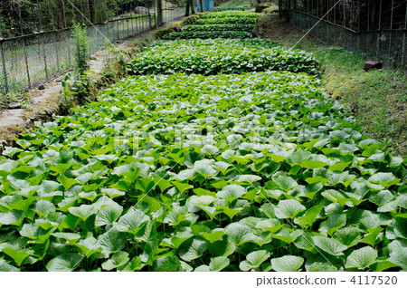 Yama Ao field 4117520