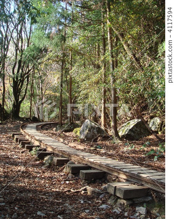 松林 屋久島 山路 4117594