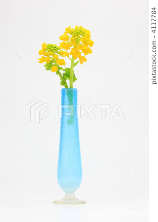 Rape flower and light blue vase 4117784