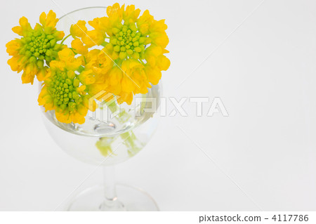 Rape blossoms 4117786