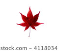 maple, yellow leafe, red leafe 4118034