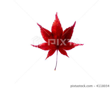 maple, yellow leafe, red leafe 4118034