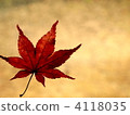 maple, yellow leafe, red leafe 4118035