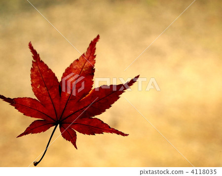 maple, yellow leafe, red leafe 4118035
