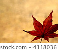 maple, yellow leafe, red leafe 4118036