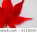 maple, yellow leafe, red leafe 4118039