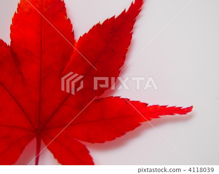 maple, yellow leafe, red leafe 4118039