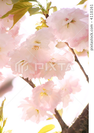 雙櫻花(單葉) 雙櫻花(單葉) 4118161